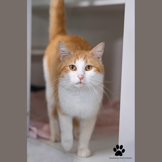 Photo of Pumpkin