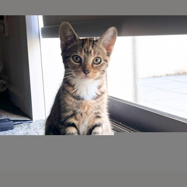 Photo of Millie