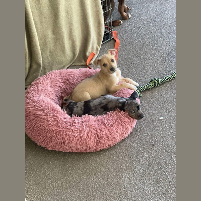 Photo of Bunny