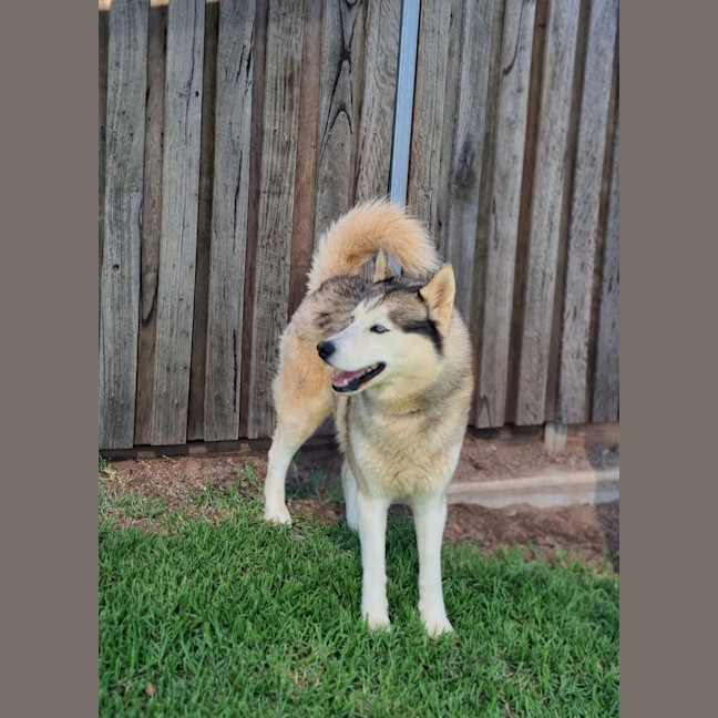 Photo of Zigzag