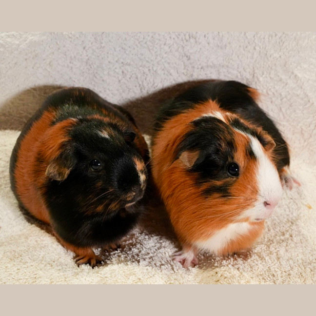 Photo of Sausage & Nutmeg