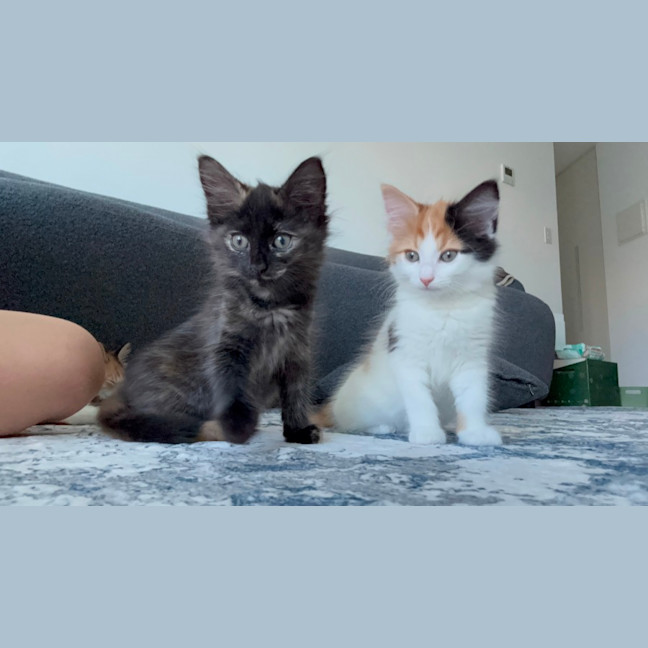 Photo of Feta & Olive