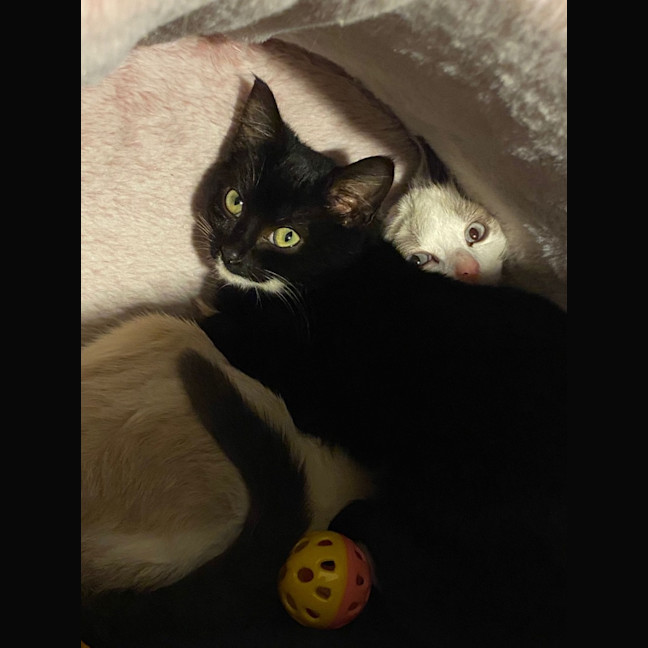 Photo of Zuko & Azula