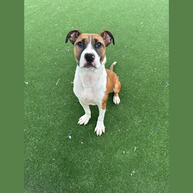 Photo of Zeke Imp 1305