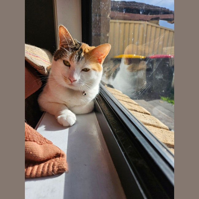 Photo of Olive
