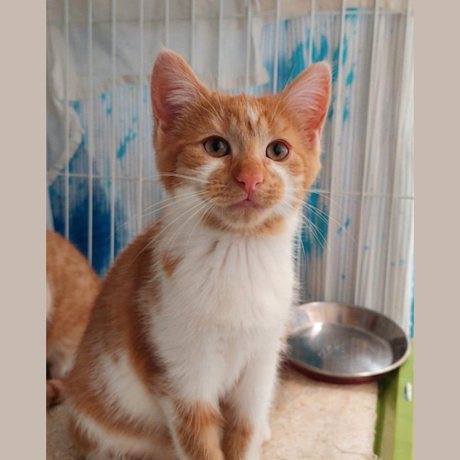 Photo of Persimmon