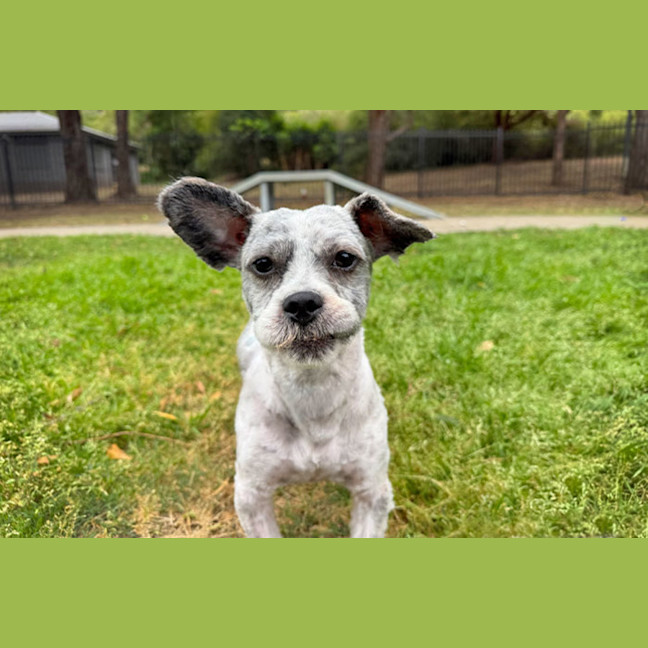 Photo of Moppy
