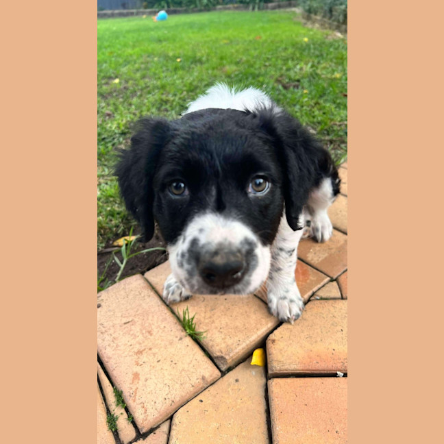 Photo of Lola