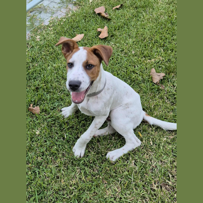 Photo of Benji