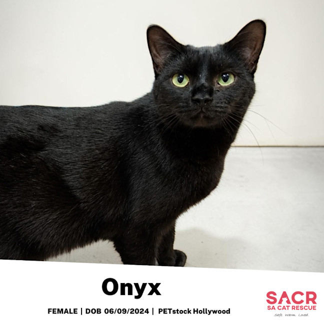Photo of Onyx