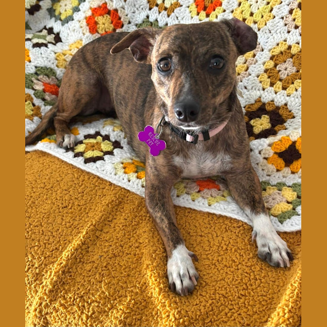Photo of Poppy