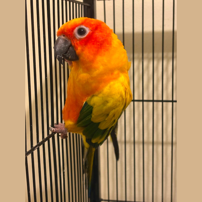 Photo of Bowie