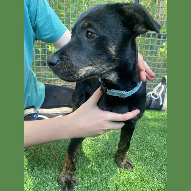 Photo of D1064 Posie