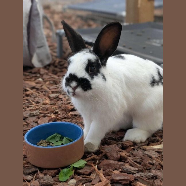 Photo of Mellow Man Ace