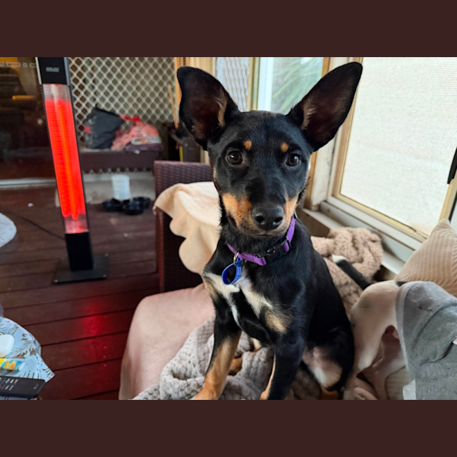 Photo of Kylo   15 Week Old Kelpie