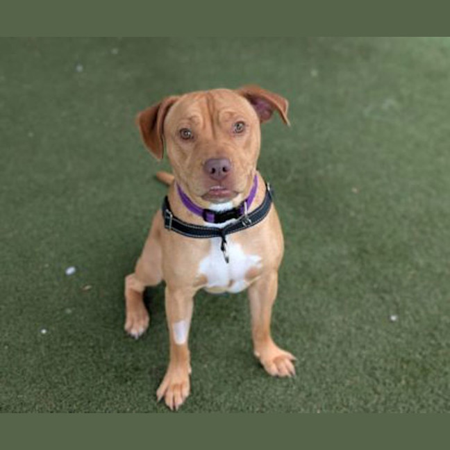 Photo of Rosco