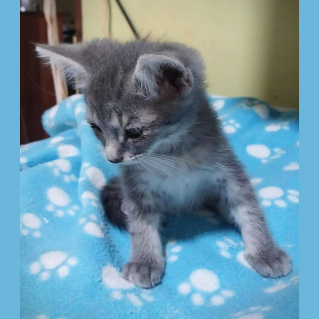 Photo of Donner 🦌