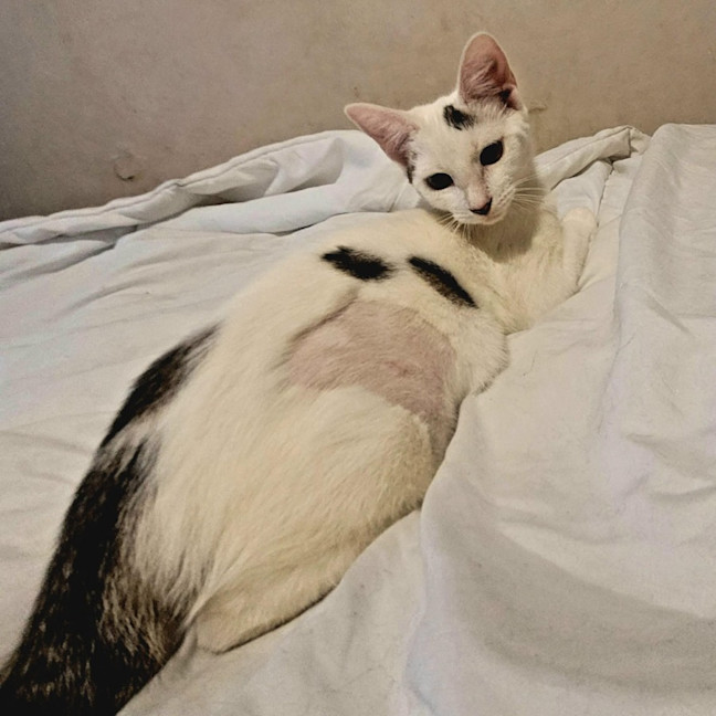 Photo of Isa * 9 Lives Project Rescue*