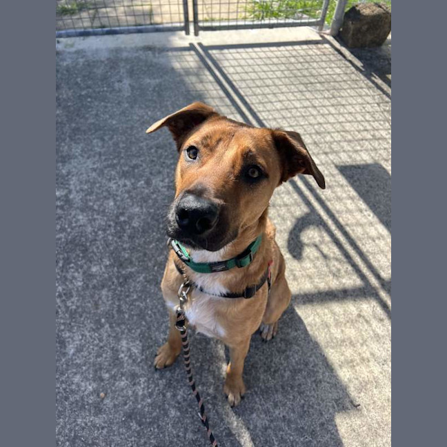 Photo of Bronco