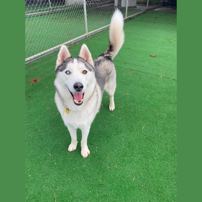 Photo of Koda 