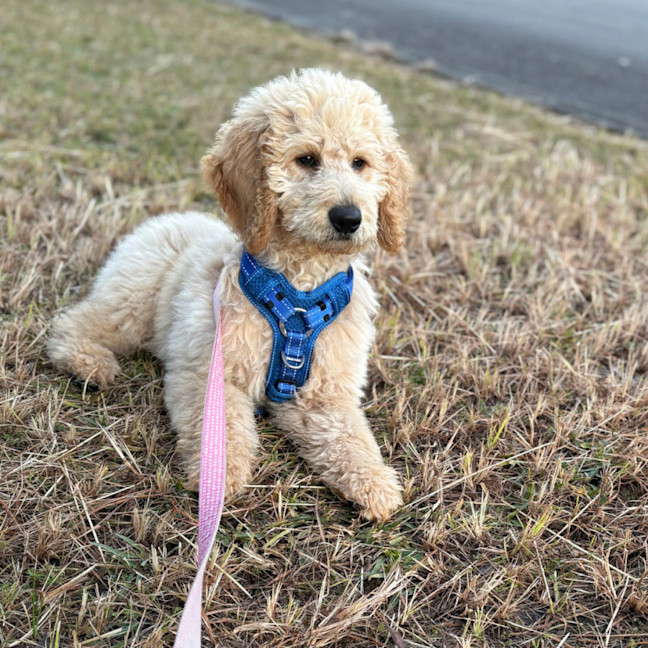 Photo of Dougie   6 Month Old Groodle