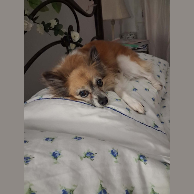 Photo of Duggie