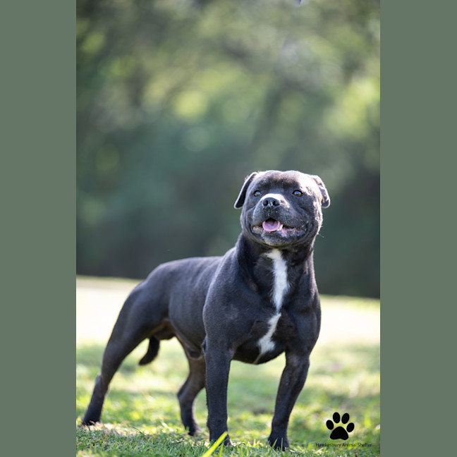 Photo of Ollie