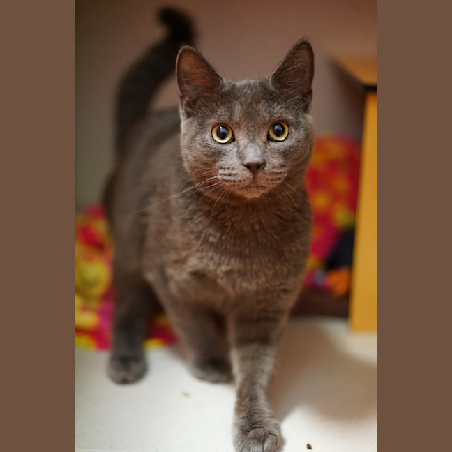 Photo of Pumba