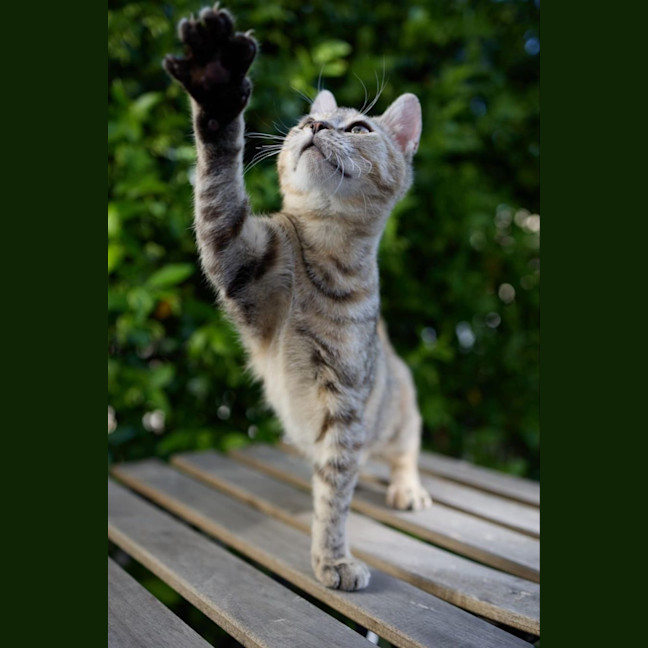 Photo of Mirabella  *Meet Our Certified Heart Stealer*