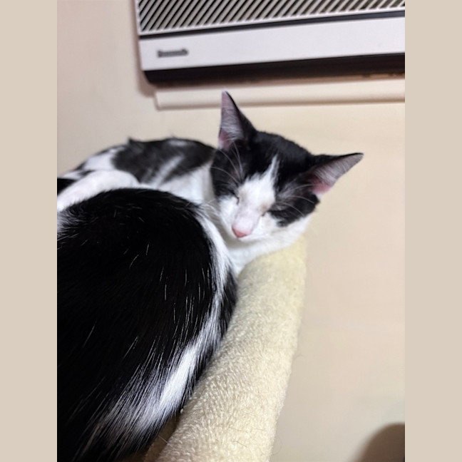 Photo of Gizmo