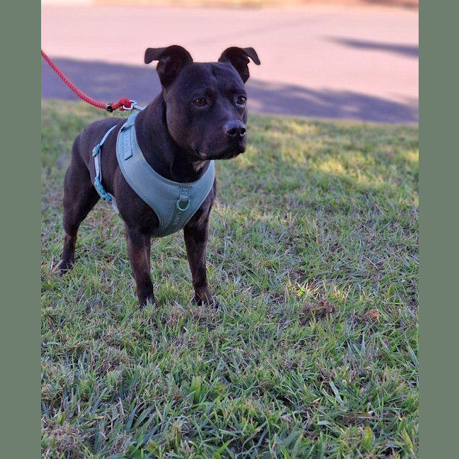 Photo of Zeke *$350 Adoption Fee*