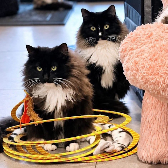Photo of 14281 & 14382   Elvis Purrsley & Purrrl Jam