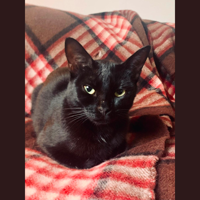 Photo of Blaire & Atlas 