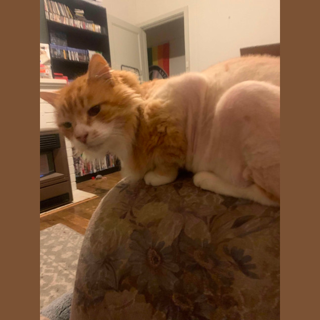 Photo of Chicken Wing