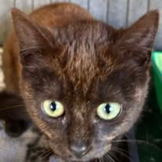 Photo of Vs Voodoo