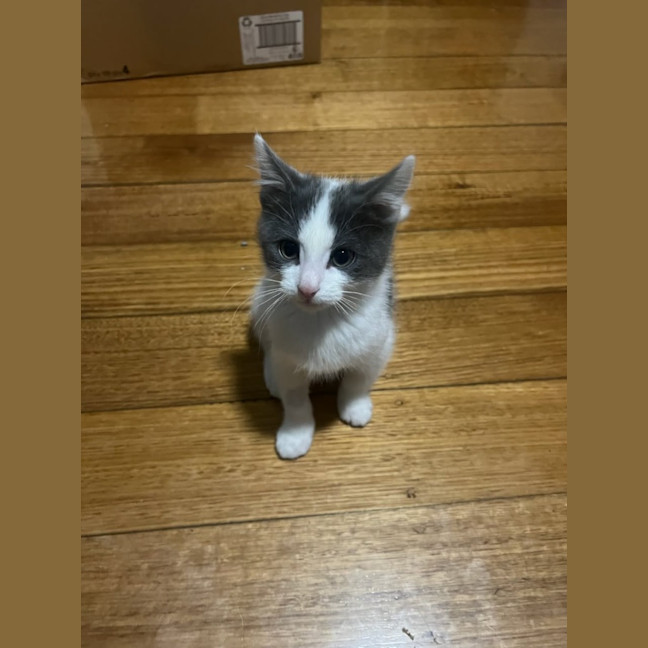 Photo of Cosmo