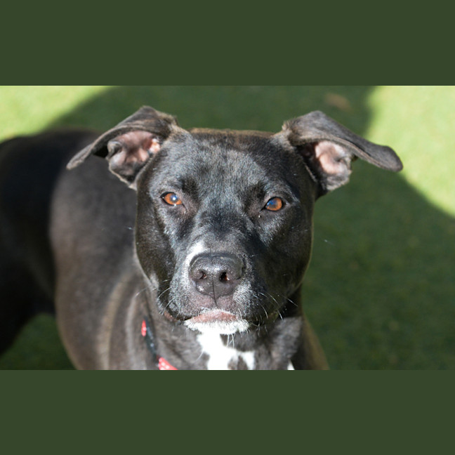 Photo of Luna