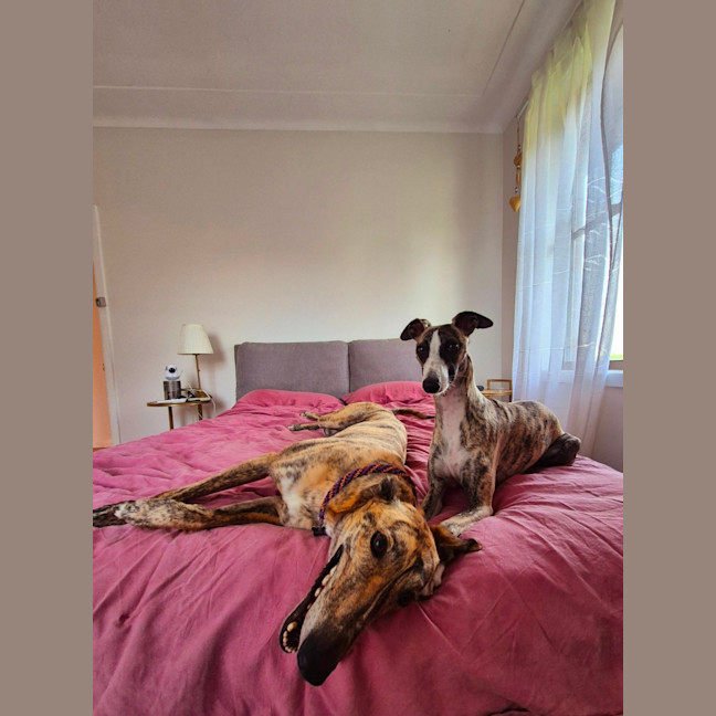 Photo of Fruity, The Tiny Greyhound