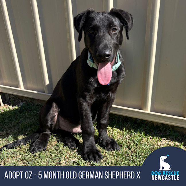 Photo of Oz   5 Month Old German Shepherd X