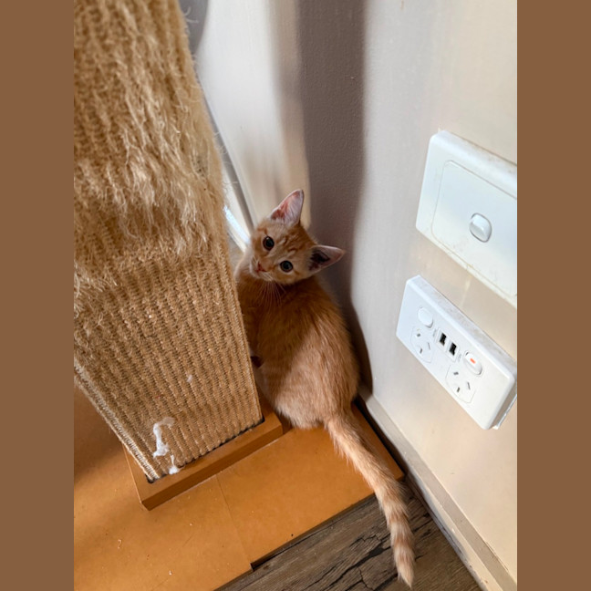 Photo of Gibbs  Meet Me At Petstock Keysborough