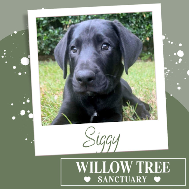 Photo of Siggy