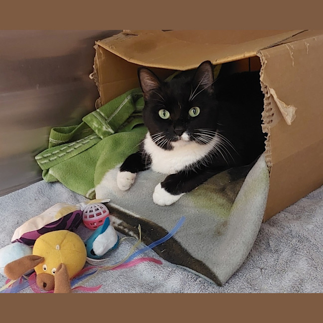 Photo of Sox