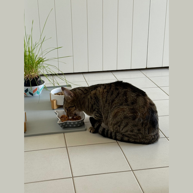 Photo of Archie