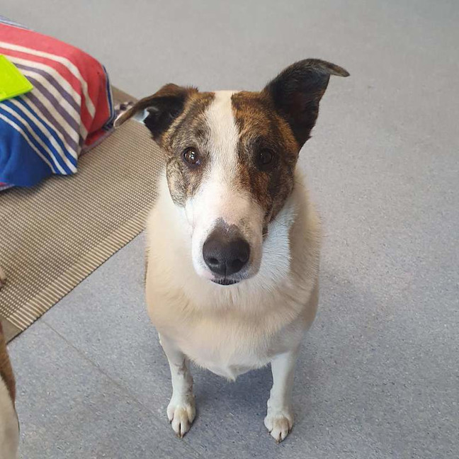 Photo of Chop