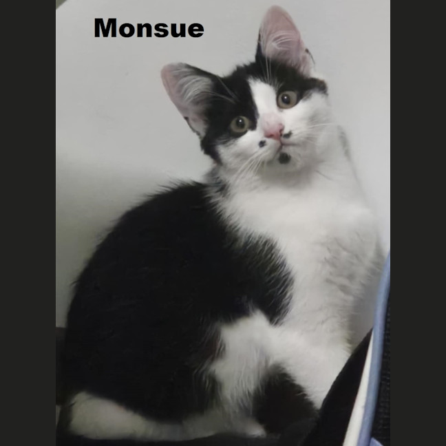 Photo of Monsue