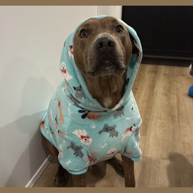 Photo of Chopper