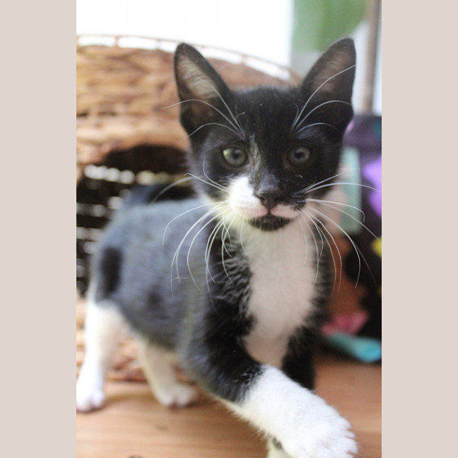 Photo of Winston