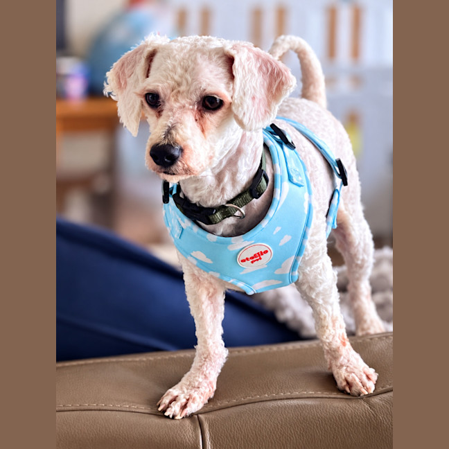 Photo of Charlie
