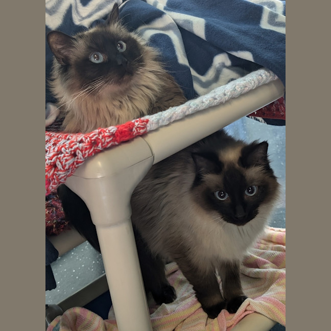 Photo of Fleas Witherspoon (Fleur)