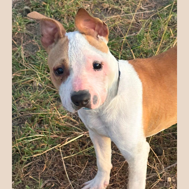 Photo of Gypsy
